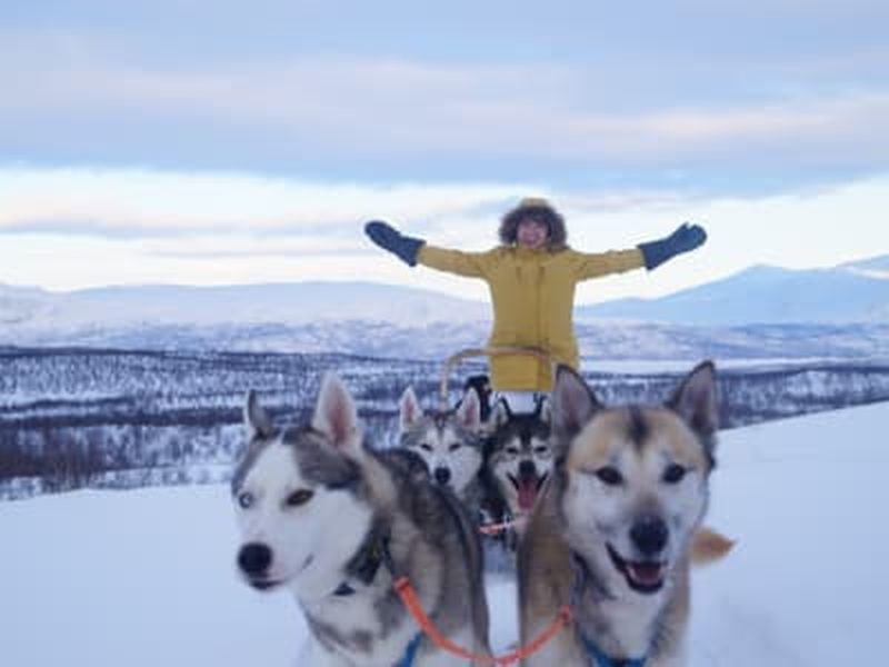 Billet Randonnée en chiens de traîneau à Abisko
