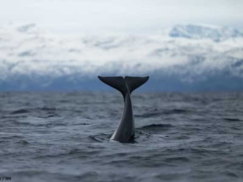 Billet Safari d'observation des fjords et des baleines au départ de Tromsø