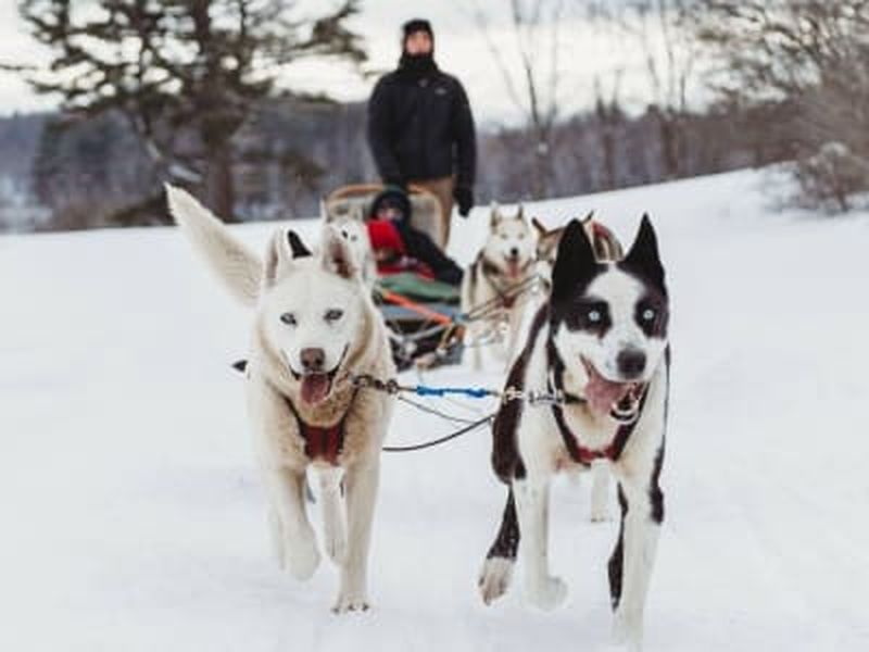 Billet Chiens de traîneau à Saint-Sixte près d'Ottawa-Gatineau