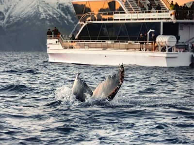 Billet Observation des baleines en bateau électrique depuis Tromsø
