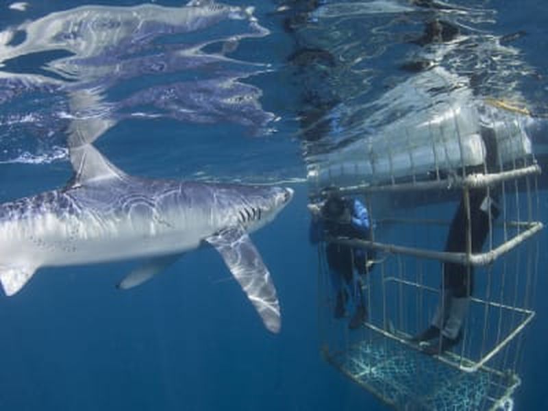 Billet Plongée en cage avec des requins à False Bay, près du Cap