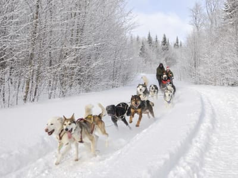 Billet Excursion en traîneau à chiens dans les Laurentides, à Val-des-Lacs