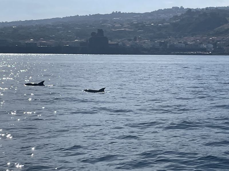 Billet Nous partons à la recherche des dauphins