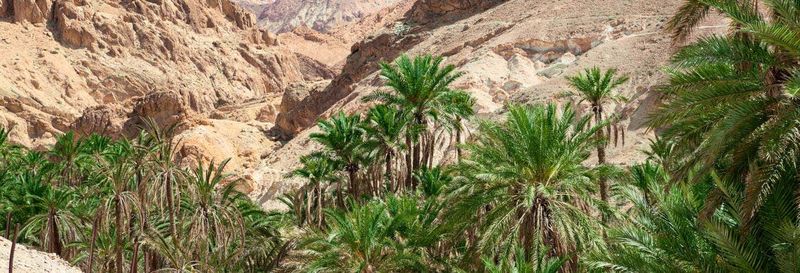 Billet Excursion à Tamerza, Chebika et Midès