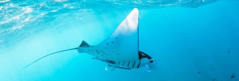Billet Snorkeling avec des raies manta en bateau à moteur