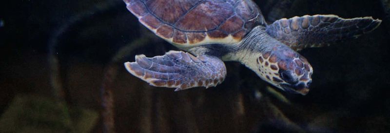 Billet Excursion à Valence + Oceanogràfic et Hemisfèric