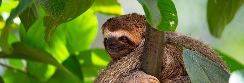 Billet Observation d'oiseaux et de paresseux à San José