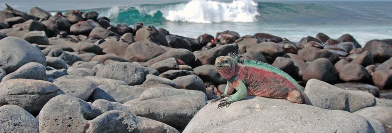 Billet Croisière de 8 jours dans les îles Galápagos
