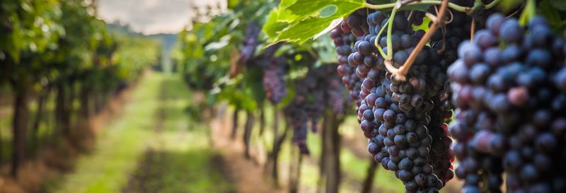 Billet Randonnée dans les vignobles de Bélesta