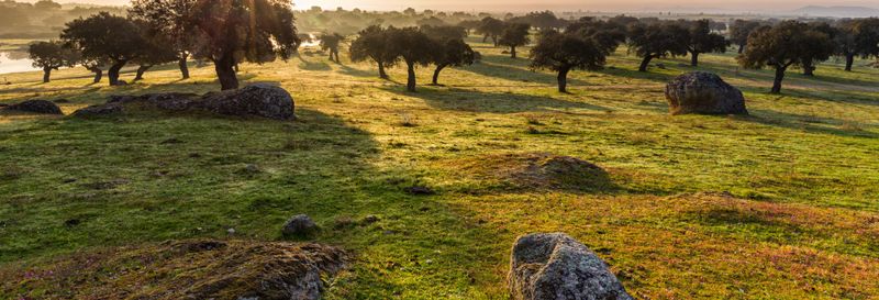 Billet Balade en 4x4 dans la dehesa de Cáceres