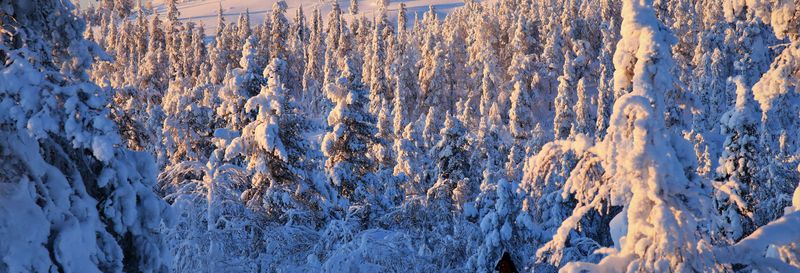 Billet Cours de survie dans le Parc National de Pyhä-Luosto