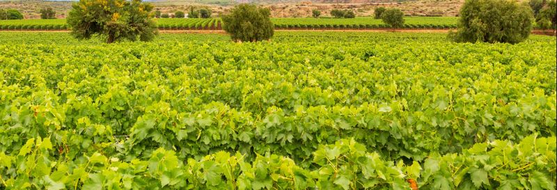 Billet Visite à la découverte du vin dans Tarija