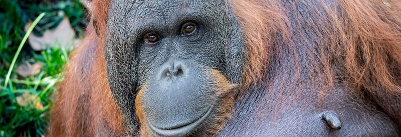 Billet Billet pour le Zoo de Barcelone