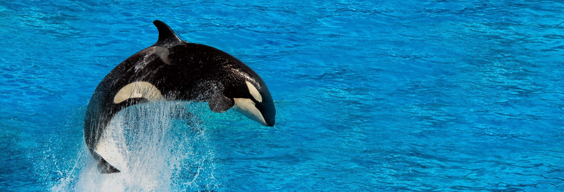 Billet Observation de baleines à Victoria