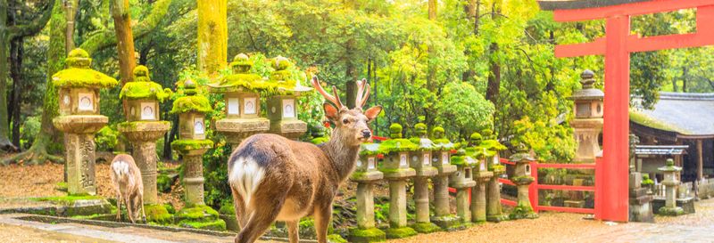 Billet Excursion privée à Nara