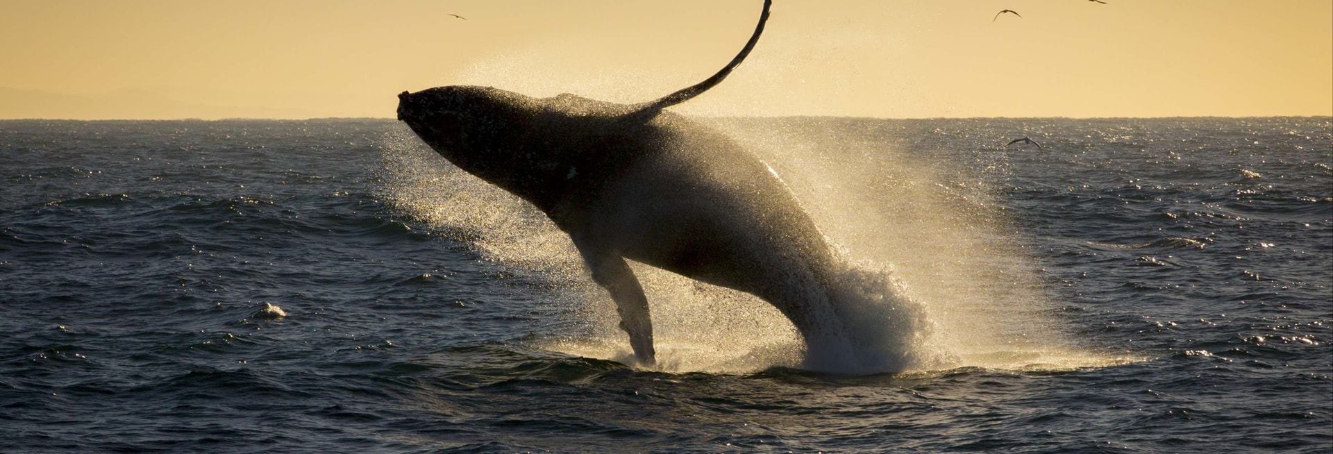 Billet Observation de baleines au coucher de soleil