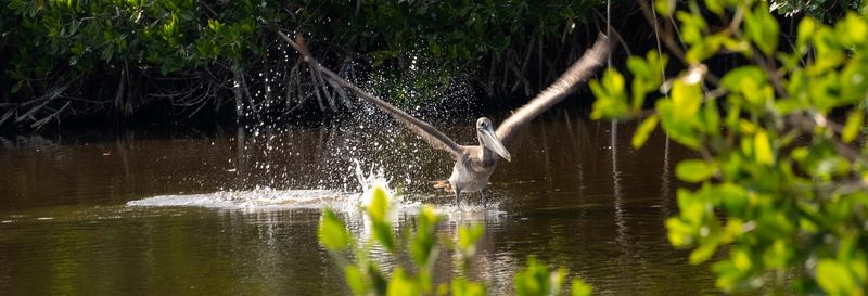 Billet Balade en bateau dans les mangroves de Río Lagartos