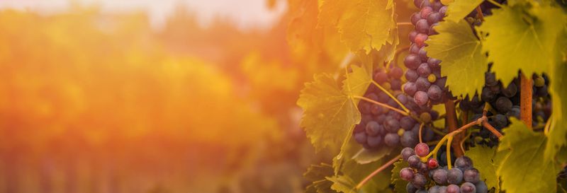 Billet Visite du vignoble Menade