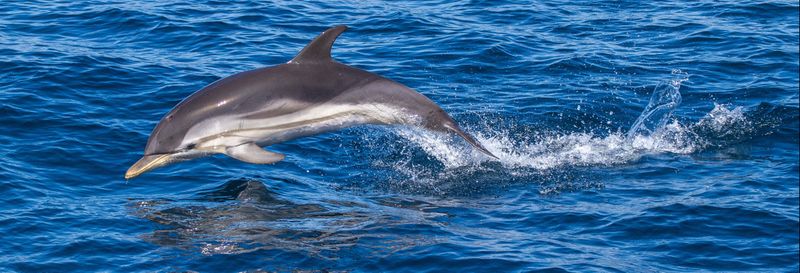 Billet Observation de dauphins à Giardini Naxos