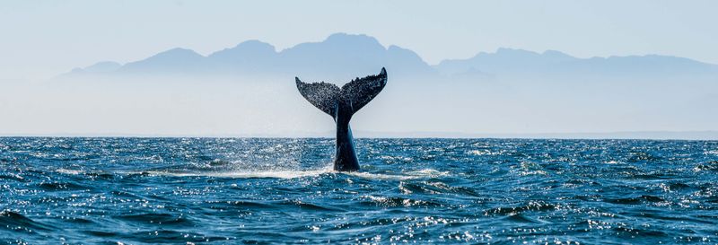 Billet Observation des baleines et des dauphins à Barbate
