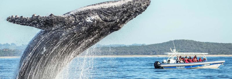Billet Observation des baleines à bosse dans le parc marin du Cap Byron