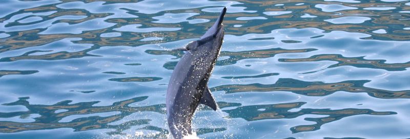 Billet Observation de dauphins ou tortues à Oahu + Snorkeling