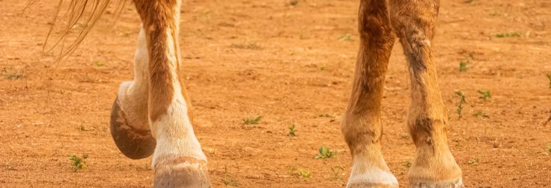 Billet Balade à cheval dans la campagne de Cáceres