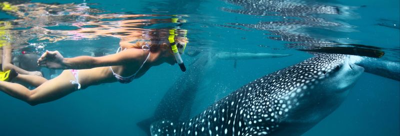Billet Snorkeling avec des requins-baleines et des raies manta