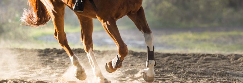 Billet Balade à cheval dans le désert de Basse-Californie