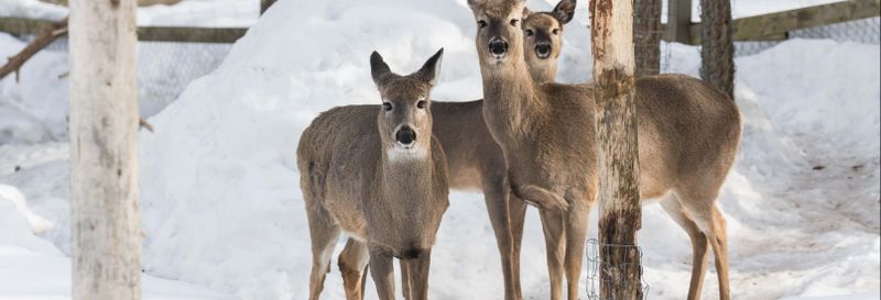 Billet Billet pour le Ranua Wildlife Park