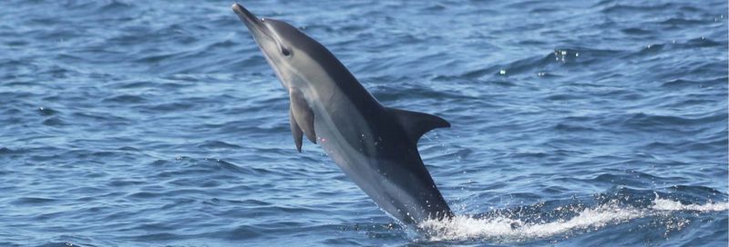 Billet Observation de dauphins à Sagres