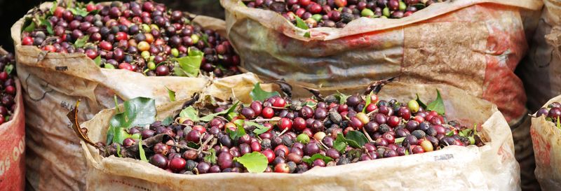 Billet Visite de 2 jours dans une plantation de café avec spa