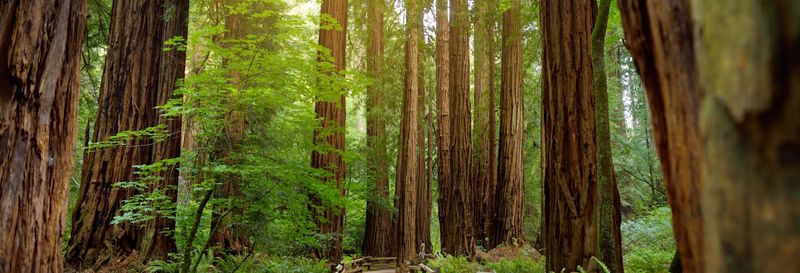 Billet Excursion à Muir Woods & Sausalito