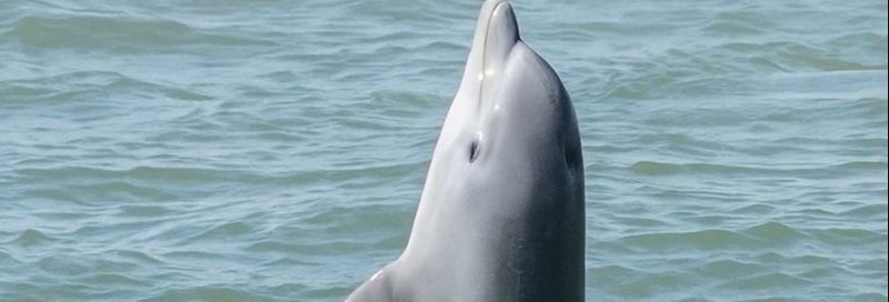 Billet Observation de dauphins à Galveston
