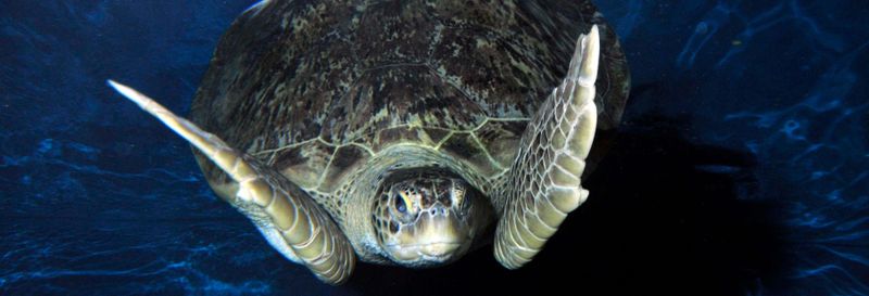 Billet Billet pour SEA LIFE® Weymouth