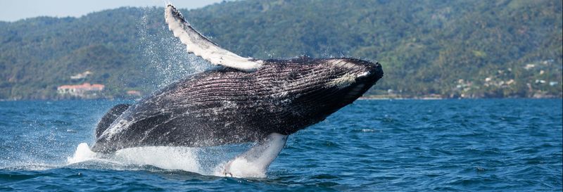 Billet Observation de baleines + Cayo Levantado