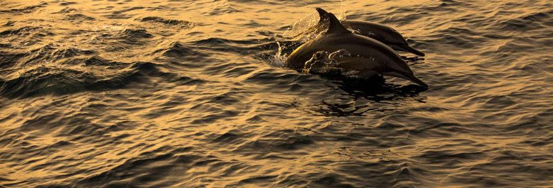 Billet Observation de dauphins à Dhiffushi