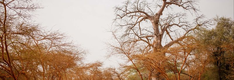 Billet Excursion privée dans la réserve de Bandia et au lac rose