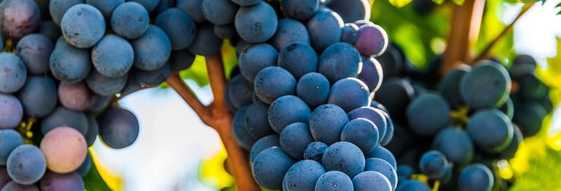 Billet Dégustation de vins dans la vallée d'Itria