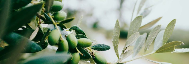 Billet Excursion à la découverte des vignes et des oliviers du Languedoc