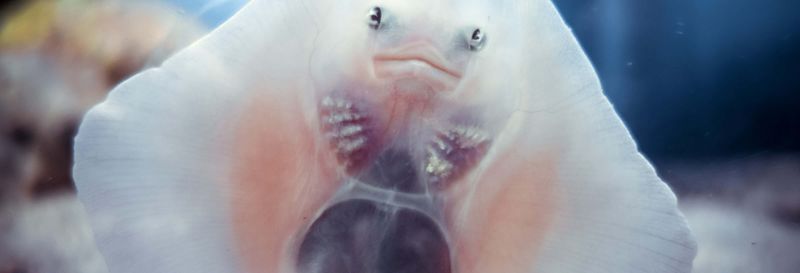 Billet Billet pour l’Aquarium de Séville