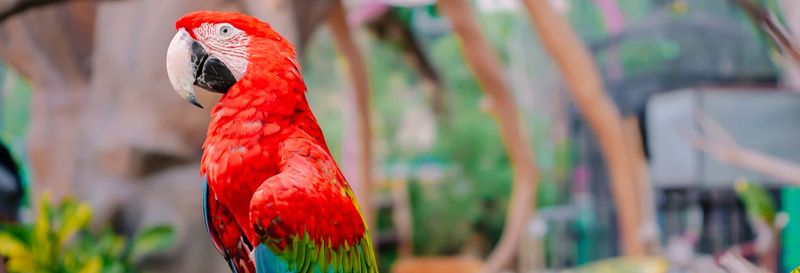 Billet Visite dans la réserve de la Fondation Loros + Balade en 4x4, en quad ou à cheval