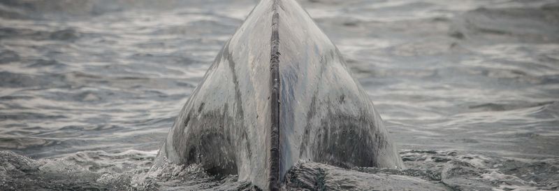 Billet Observation des baleines à Los Angeles