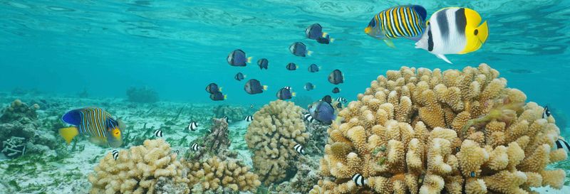 Billet Balade en bateau à fond de verre