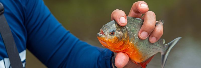 Billet Excursion sur le Rio Negro + Pêche aux piranhas