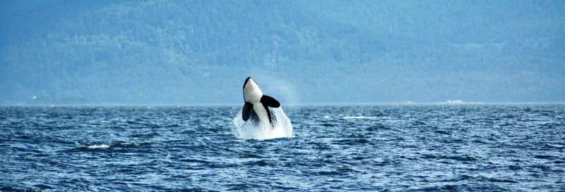 Billet Observation de baleines à Vancouver