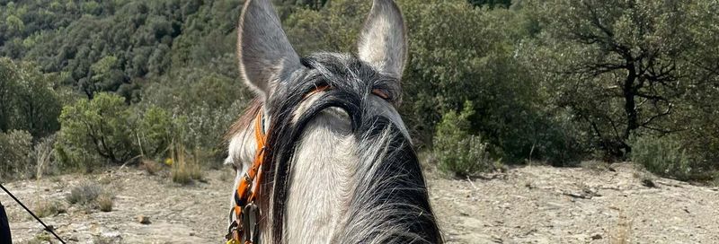 Billet Balade à cheval à La Garrocha