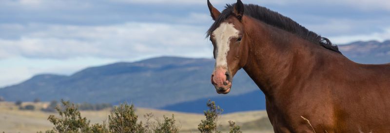 Billet Balade à cheval au lac Escondido