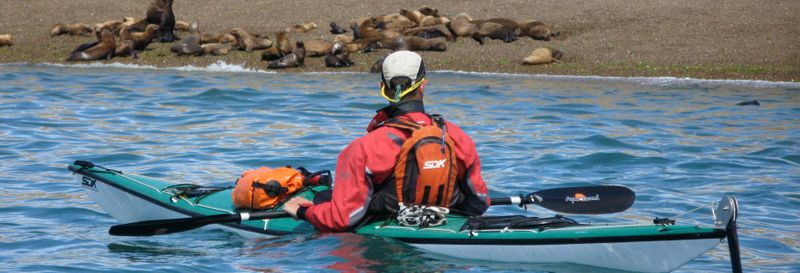 Billet Excursion en kayak et observation des otaries