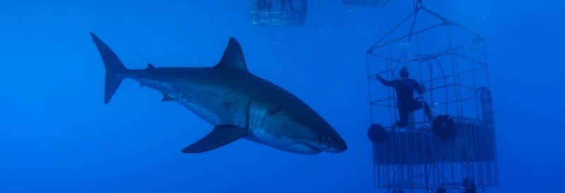 Billet Nage avec des requins à False Bay
